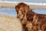 CAVALIER KING CHARLES & KING CHARLES 032